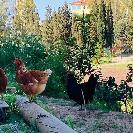 Coru & Bentu * 弗卢米尼马焦雷