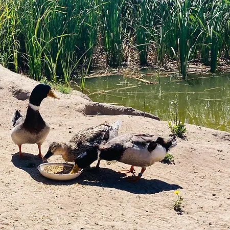 Coru & Bentu * Fluminimaggiore