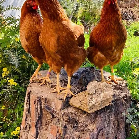 Bed & Breakfast Coru & Bentu Fluminimaggiore